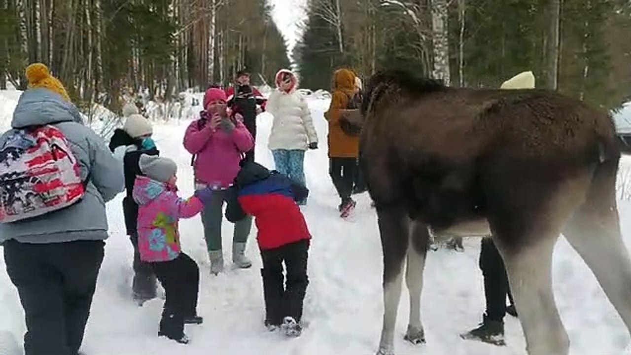 Cet élan déteste les enfants