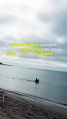 Caballo nadando con delfines