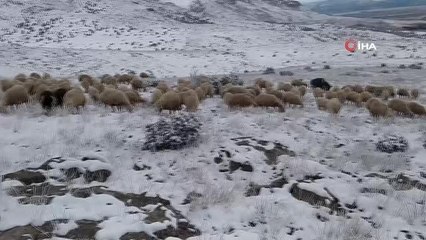 Karla kaplı merada zorlu hayvancılık