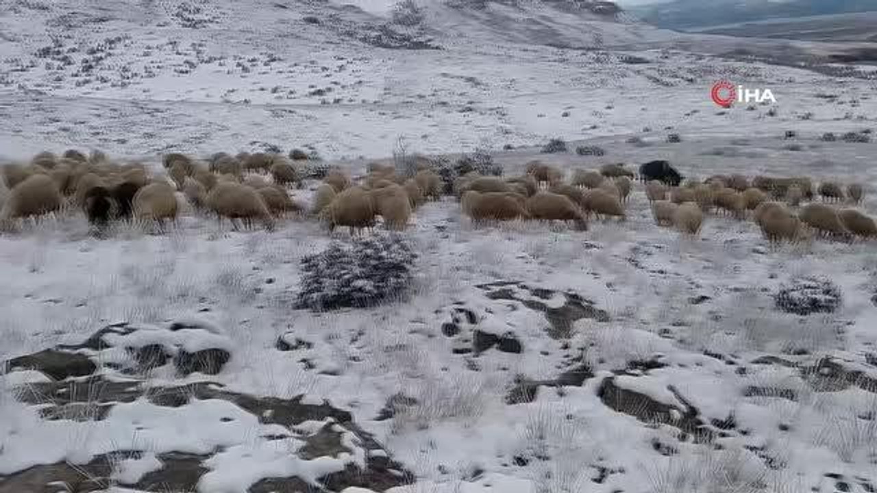 Karla kaplı merada zorlu hayvancılık