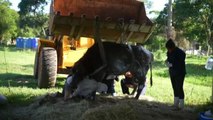Más de 500 búfalos mueren de hambre tras ser abandonados por su dueño en una granja de Brasil