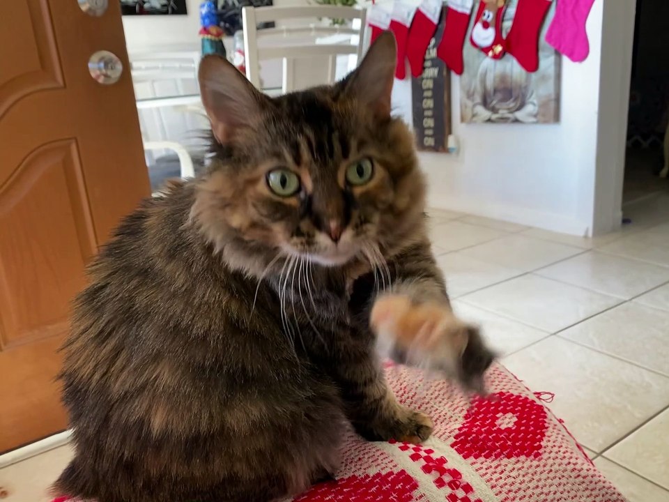 Cat Knows How to Get Pets