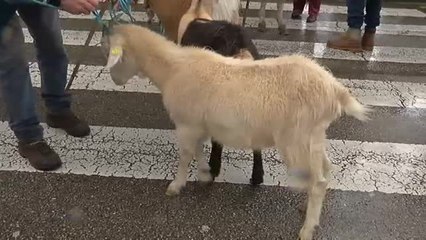 Descargar video: Tractores y animales colapsan el centro de Oviedo en protesta por las condiciones de ganaderos y agricultores