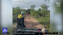 [이슈톡] 짝짓기 수컷 코끼리‥방해받자 사파리 차 박살