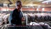 Agriculture : les producteurs de porcs français subissent le retour de la Chine sur le marché