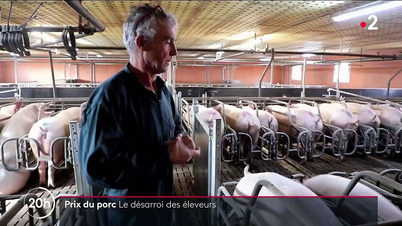 Agriculture : les producteurs de porcs français subissent le retour de la Chine sur le marché