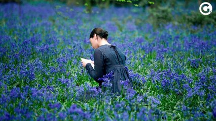 Em Cartaz - O Ataque dos Cães