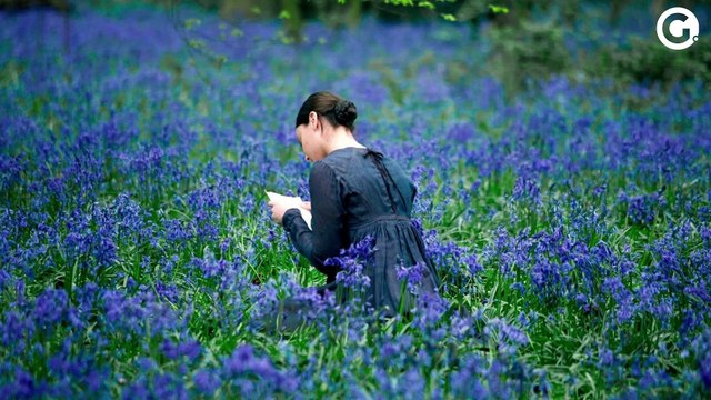 Em Cartaz - O Ataque dos Cães