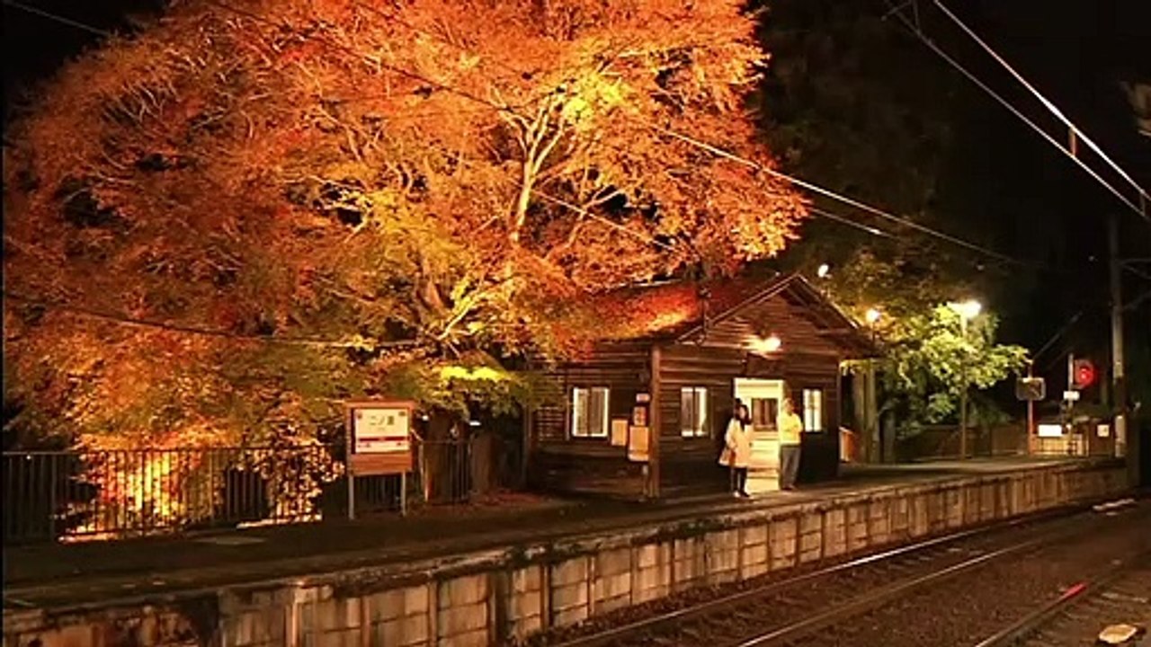 (たおやかインターネット放送)京都の秋もみじのトンネルを行く電車A train that goes through the autumn maple tunnel in Kyoto