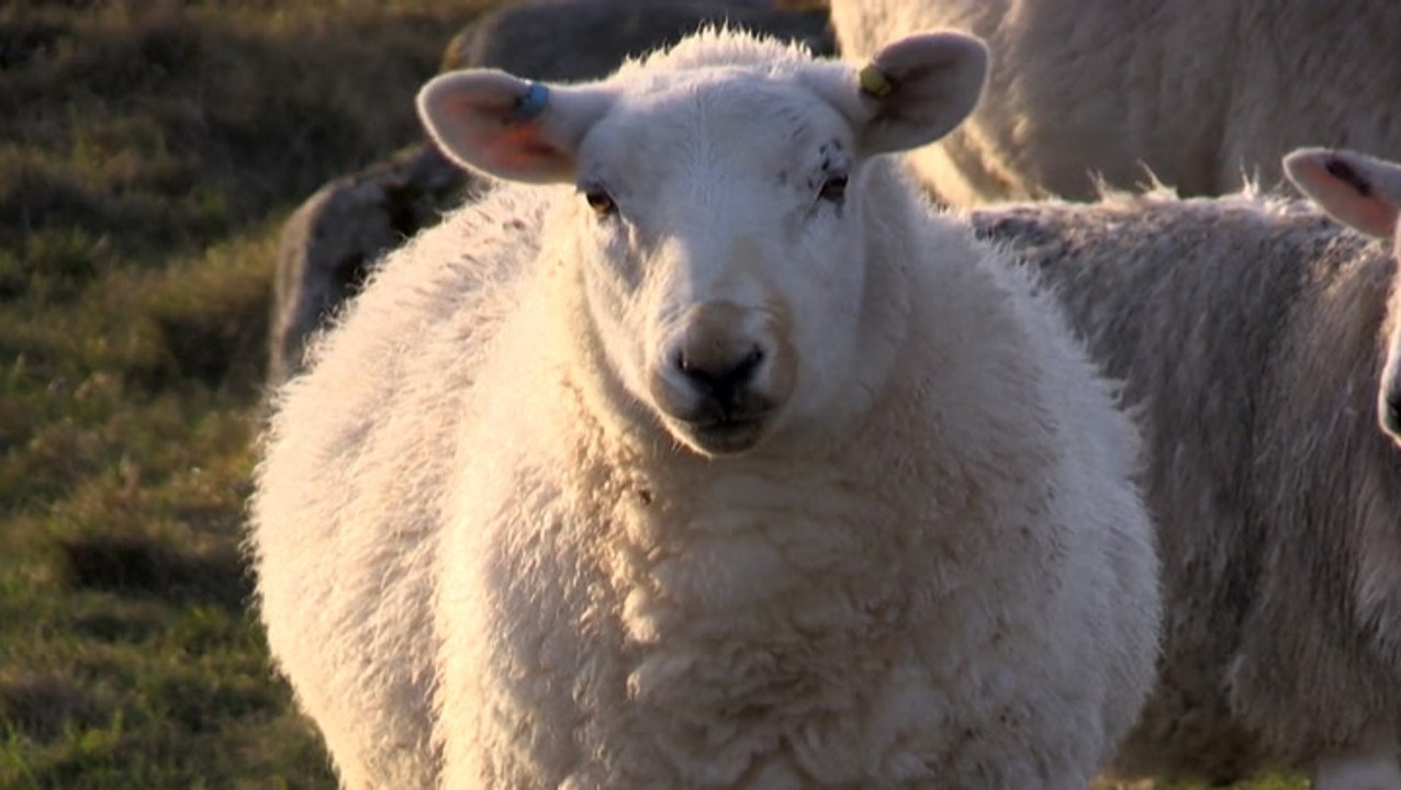 Tweed proving itself as a sustainable fabric in high demand