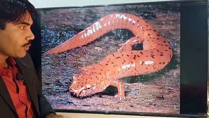 Lec#2 Order Caudata, Amphibians Zoology Miller Harley ADS BS BSc Urdu Hindi