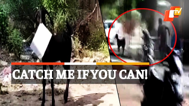 Viral Video: Goat Flees With File As Govt Employees Sunbathe