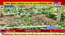 Heavy stormy winds damaged papaya plantation, farmers forced to uproot 70% of the plantation