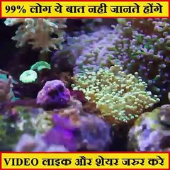 --बकरी-को-उठा-ले-जाता-है-यह-पक्क्षी देखकर आखे दग... रह गयी..