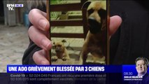 Une ado grièvement blessée après s'être fait attaquer par trois chiens en Essonne