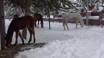 Ardahan'ın yılkı atları: Kışın özgür, yazın sahipli