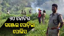 Ganja Plantation Destroyed By Excise Sleuths In Mohana Of Gajapati District