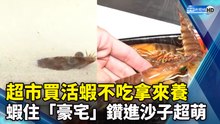 超市買活蝦不吃拿來養 蝦住「豪宅」鑽進沙子超萌｜Special Pet from the Supermarket