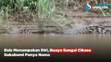 Euis Menampakan Diri, Buaya Sungai Cikaso Sukabumi Punya Nama