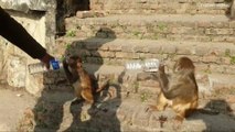 Giving water to the thirsty monkey __  monkey drinking mineral water __ monkey video