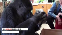 Animali altruisti: la storia di Koko, il gorilla che adottò il gattino