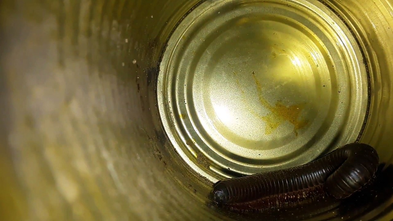 MILLIPEDE 20201121_220021