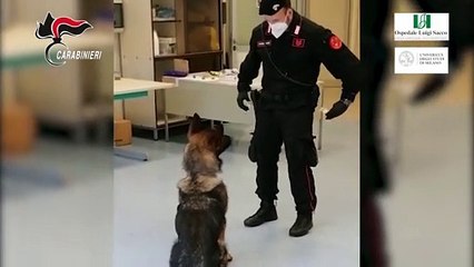 I pastori tedeschi Max e Berla: cani anti-Covid per scovare il virus