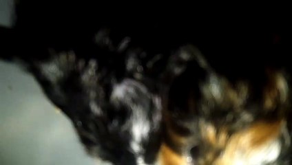 BABY CAVIA PORCELLUS IRIS CLOVER 102_7074