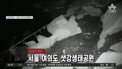 한강에 나타난 하천 포식자 수달