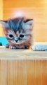 Baby Cats   Cute Funny Cats Videos Compilation   #shorts #catlovers 206