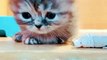 Baby Cats   Cute Funny Cats Videos Compilation   #shorts #catlovers 206