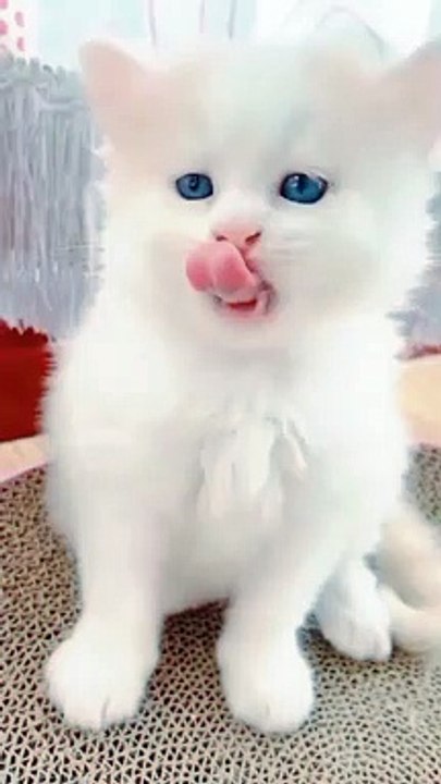 Baby Cats   Cute Funny Cats Videos Compilation   #shorts #catlovers 208