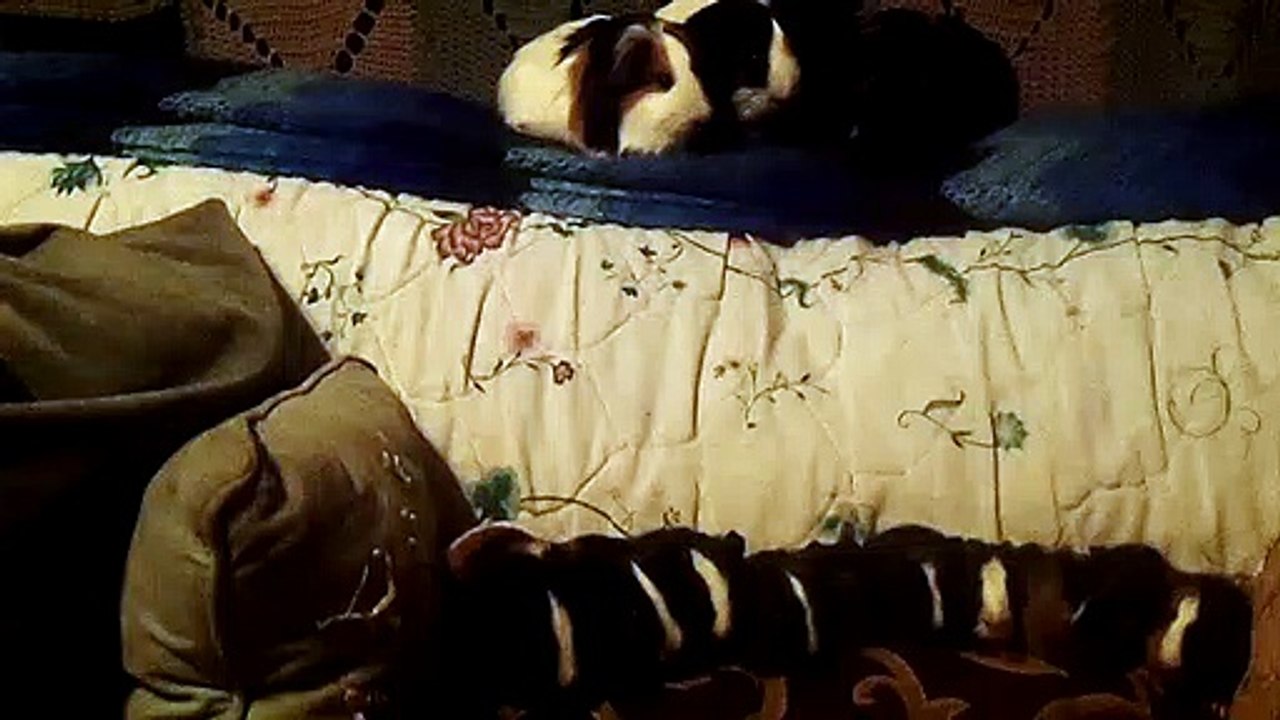 CAVIA PORCELLUS TURMERIC PARSLEY PIXIE DAVID CJ DAVID RJ DAVID MARY TRIXIE DAVID CLOVER IRIS 102_7106