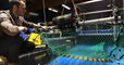 Des filets de pêche intelligents testés à Lorient, pour relâcher les poissons qui n'intéressent pas les pêcheurs