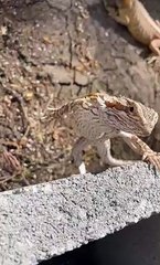 Bearded Dragon Has Ninja Like Balance