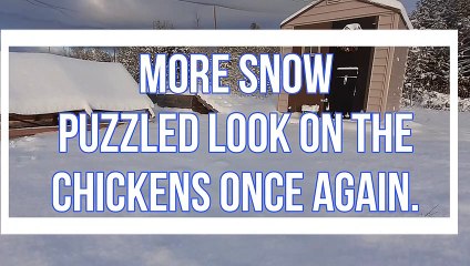 More Snow Puzzled Look On The Chickens Once Again.