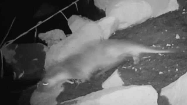 [서울] 여의도 샛강생태공원에 멸종위기 수달 서식 확인 / YTN