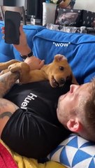 For You! The Funniest and Cutest Dogs Ever