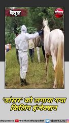 बैतूल  :  'डांसर' को लगाया गया किलिंग इंजेक्शन