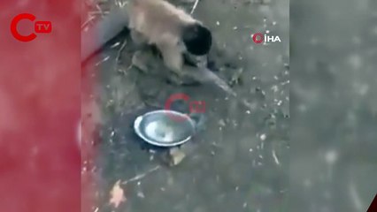 Bıçak bileyen maymun sosyal medyada gündem oldu