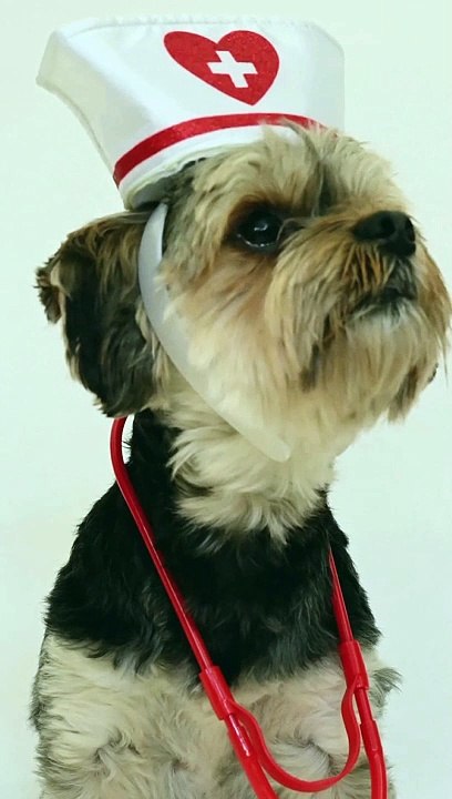 COVID-19 doesn't spare a dog too... | corona | covid 19 | lockdown | pets | pet lovers | pet animals