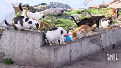 Hayvanseverler dikkat... Kedilerde viral hastalıklar arttı