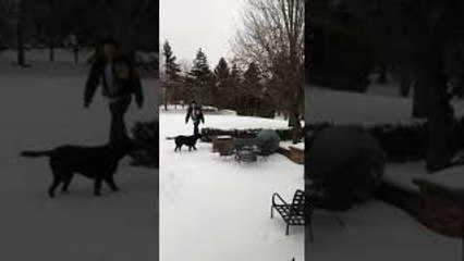 Puppy Loves Playing with Yoga Ball in the Snow