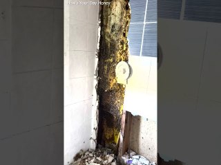 Bees Turn Bathroom Walls to Honey