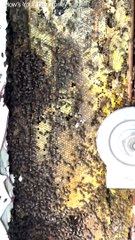 Bees Turn Bathroom Walls to Honey
