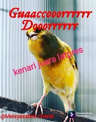 Kenari gacor dorrr sangjuara