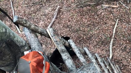 Bears Climb Tree to Investigate Photographer