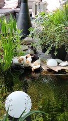 Kitten Pushes Cat into Pond