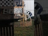 Husband Safely Relocating Skunk Using Live Trap