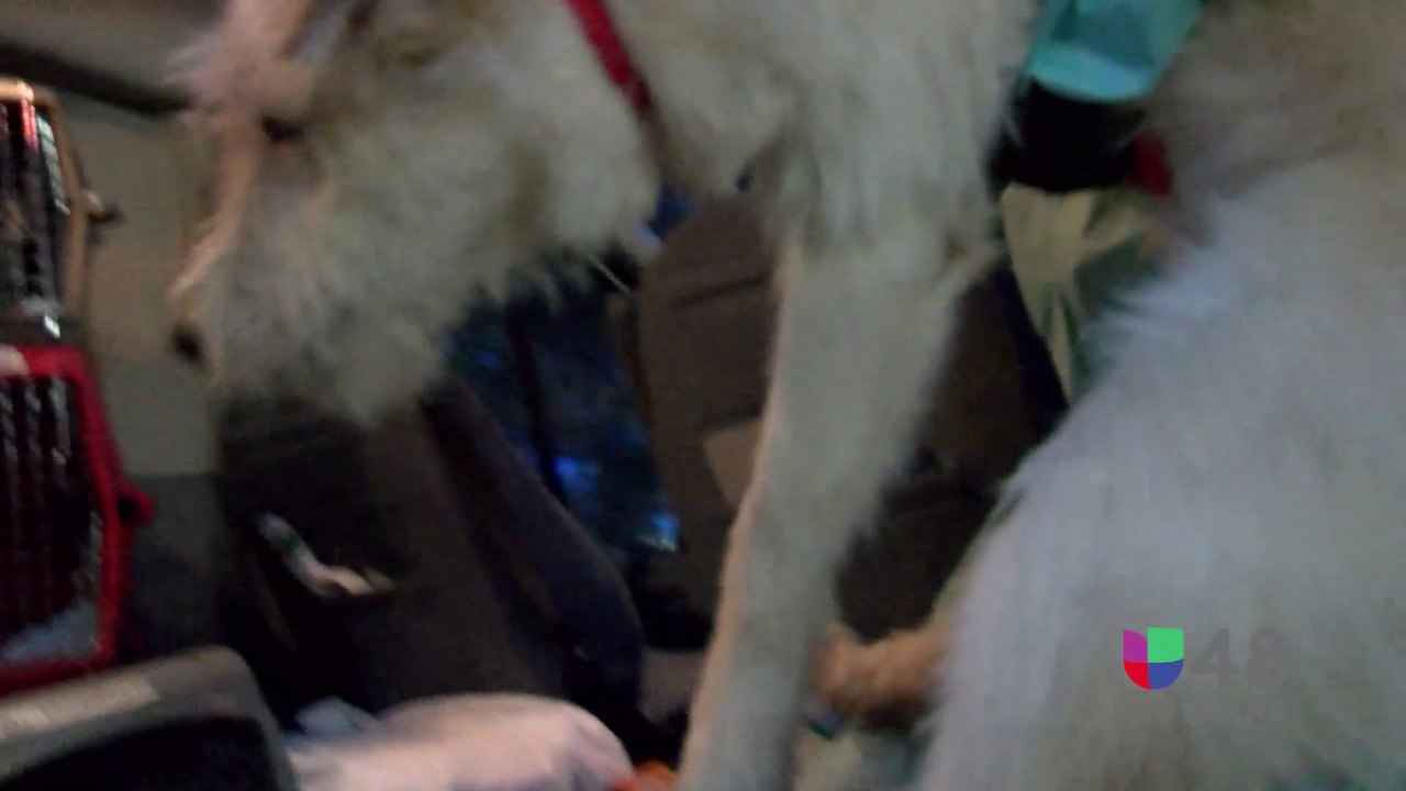 RESCATE ANIMAL SREIES PROMO 111821